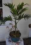 NOID palm with Begonia coccinea