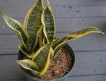 NOID Sansevieria from WM this spring