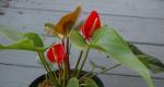 NOID Anthurium has bloomed