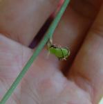 spider plant (Chlorophytum comosum) seed pod