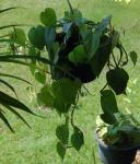 Philodendron scandens, newly potted cuttings