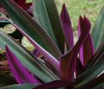 Tradescantia spathacea