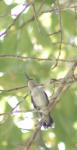 hummingbird rests in oak tree