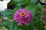 Zinnia, beloved by butterflies and hummers!