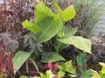 Canna Pretoria mixed flowers by greenhouse