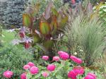 cannas,grass,zinnias in front