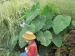 large elephant ears