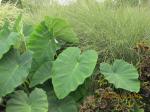 another shot of elephant ears