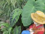 Colocasia Illustris on left.Alocasia (right)