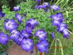 Petunia Sophistica Blue Morn