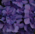 Hydrangea macrophylla macro shot