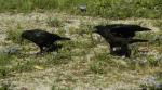 Crows eating peanuts.