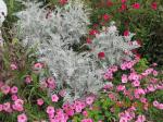 Centaurea Colchester White<silver> Bubblegum petunia