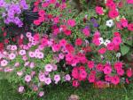 Tidal Wave Cherry & Bubblegum Petunias