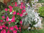 Pot with Tidal Waves & Centaurea Dusty Miller