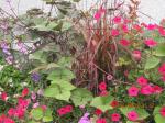 Hyacinth Bean,red fountain grass & petunias 