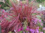 Pennisetum Fireworks