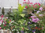 gold canna Pretoria & misc flowers along greenhouse