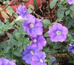 lovely spreading lavender petunia