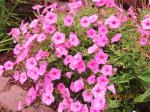 Bubblegum Petunias