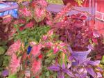 Caladiums,coleus,Iresine &Persian Shield (lower right)