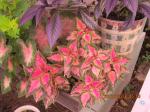 Persian Shield (top)caladuiums,unknown coleus (right front)