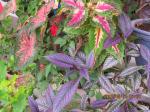 caladiums & Persian Shield