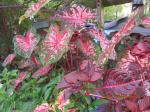 Caladiums & Iresine(lower right)