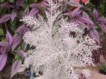 Centaurea Colchester White & Persian Shield