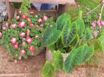 Red & White Impatiens & Colocasia Illustris