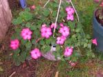 Impatiens