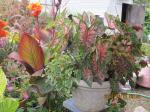 cannas,caladiums,variegated plectranthus