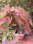 Caladiums & variegated Plectranthus