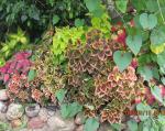 Misc. coleus by gate