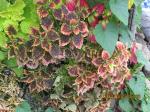 Pinnata Coleus middle