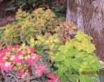 misc coleus by tree