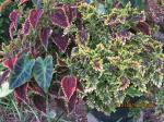 Coleus ElBrighto,Caracas