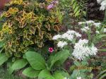 Coleus Caracas       & Snow On The Mountain Euphorbia