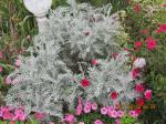 Centaurea Colchester White<silver> Bubblegum petunia