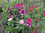 pot with vinca& petunias