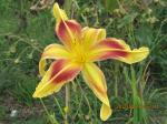 One of the last daylilies Lady Neva