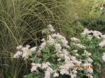 Miscanthus Morning Light & Snow On The Mt Euphorbia