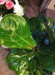 Fiddle leaf fig-Ficus lyrata