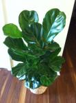 Fiddle leaf fig-Ficus lyrata