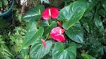 Anthurium