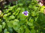 Native violet