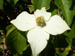 Kousa Dogwood