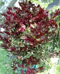 Wandering jew (Tradescantia zebrina) with Tahitian bridal veil (Gibasis genicula