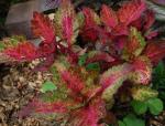 Coleus 'Indian Summer' (Solenostemon scutellarioides)