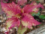 Coleus 'Henna' (Solenostemon scutellarioides)